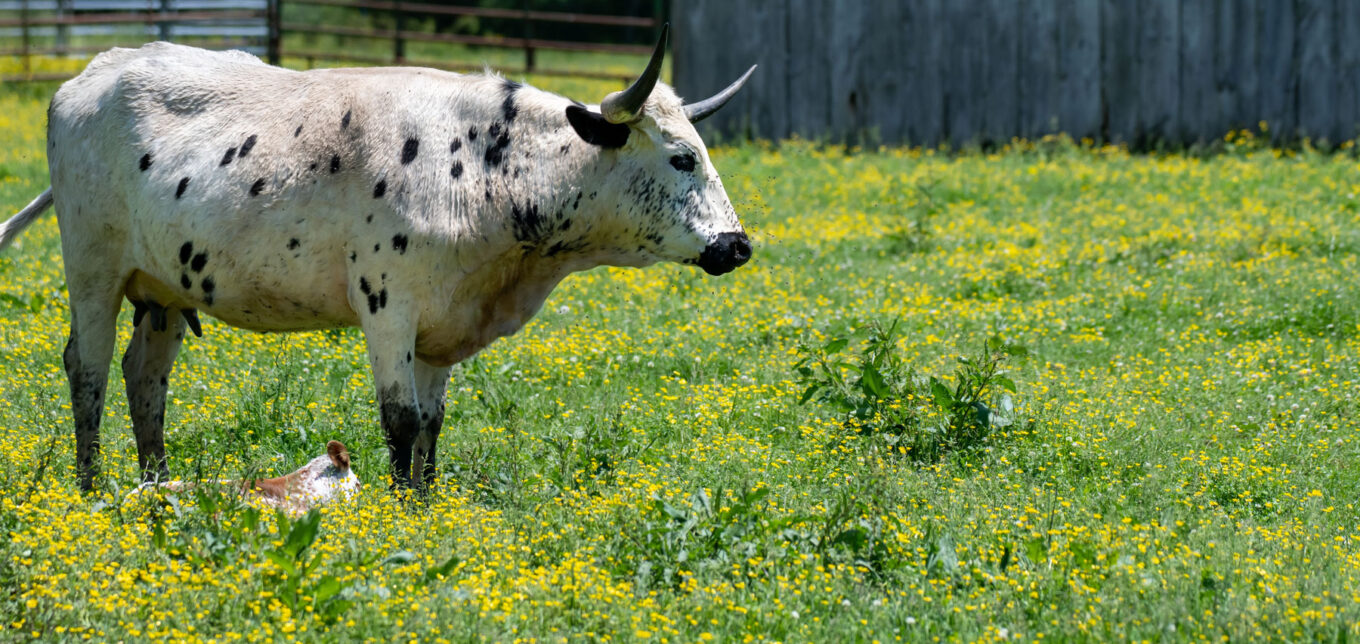 Heritage Livestock Breeds: Why They're Important – Mother Earth News - Vimarsana News